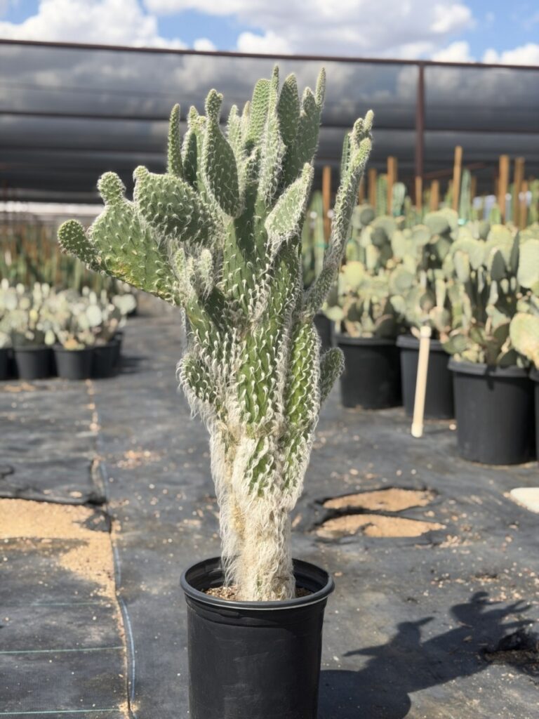 5G Snow Prickly Pear