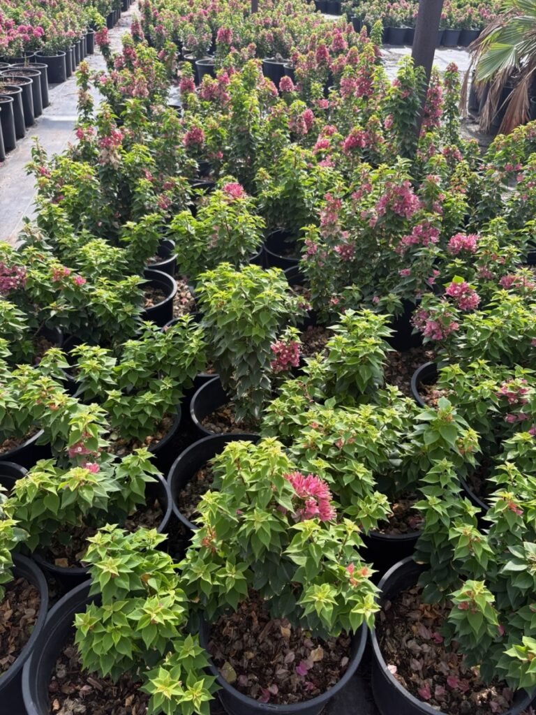 5G Torch Glow Bougainvillea