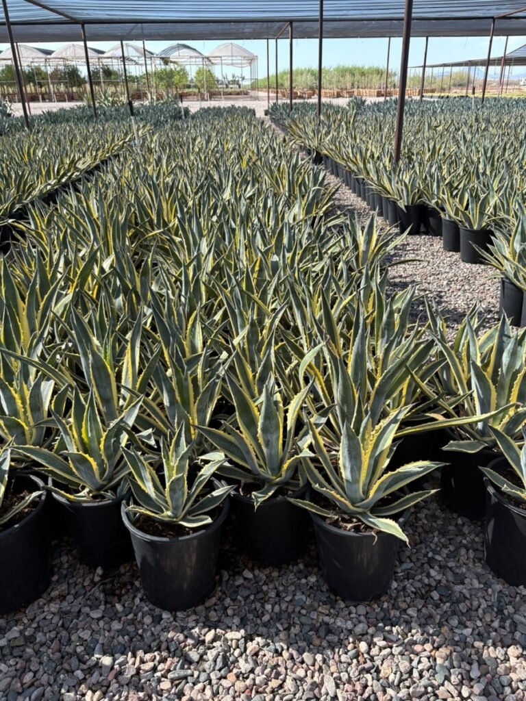 5G Variegated Agave Americana