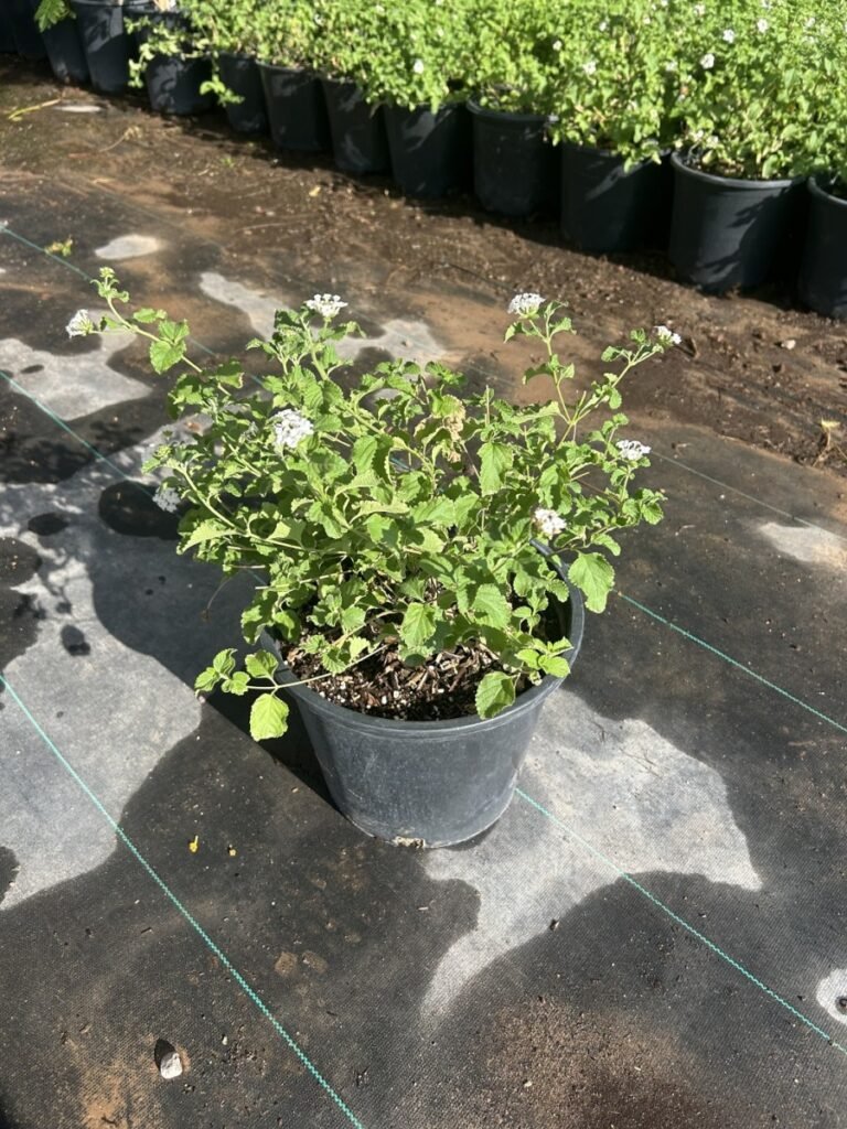 5G White Lantana