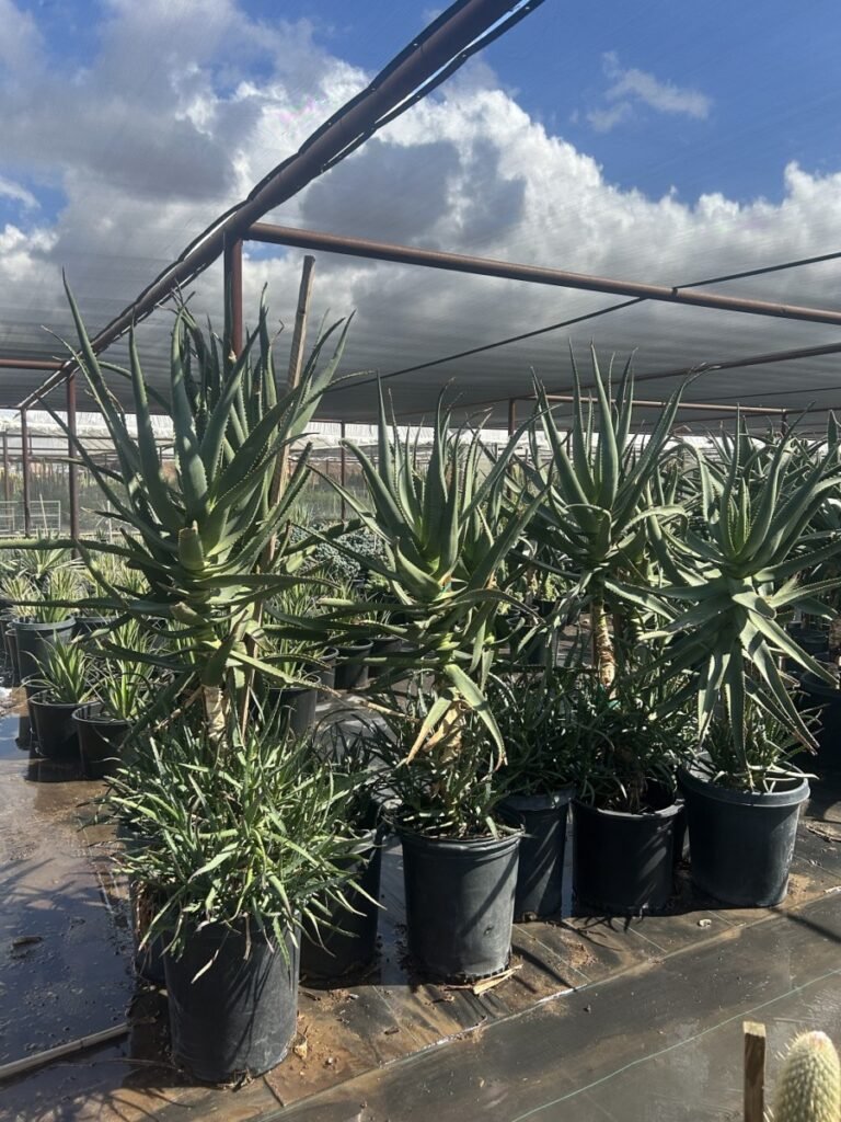 15G Aloe Rupestris