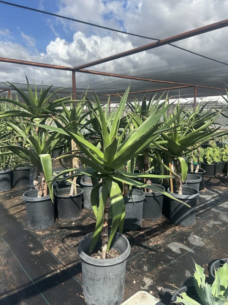 15G Aloe Vaombe