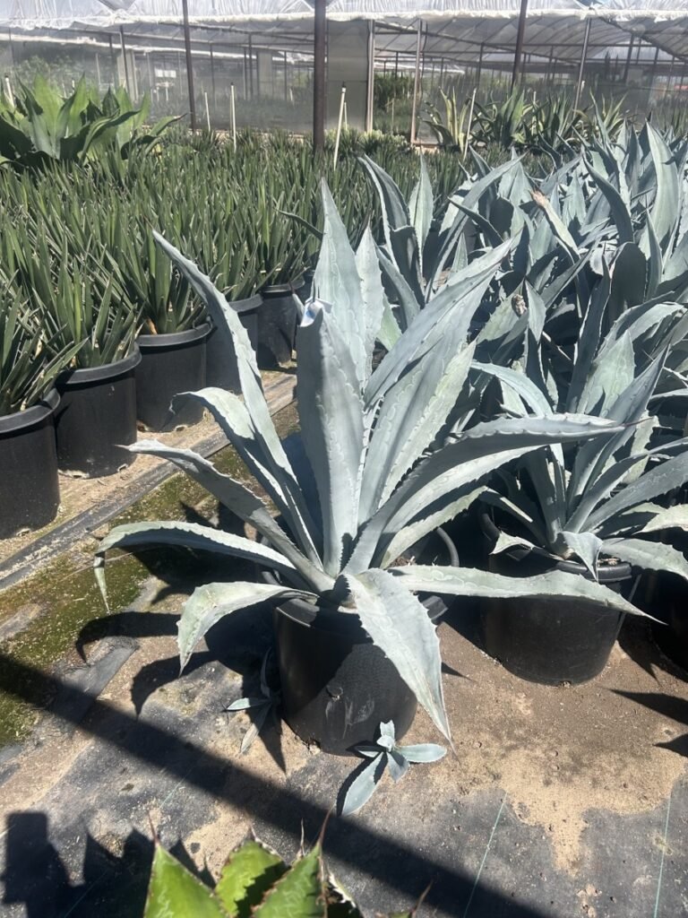 15G Electric Blue Agave