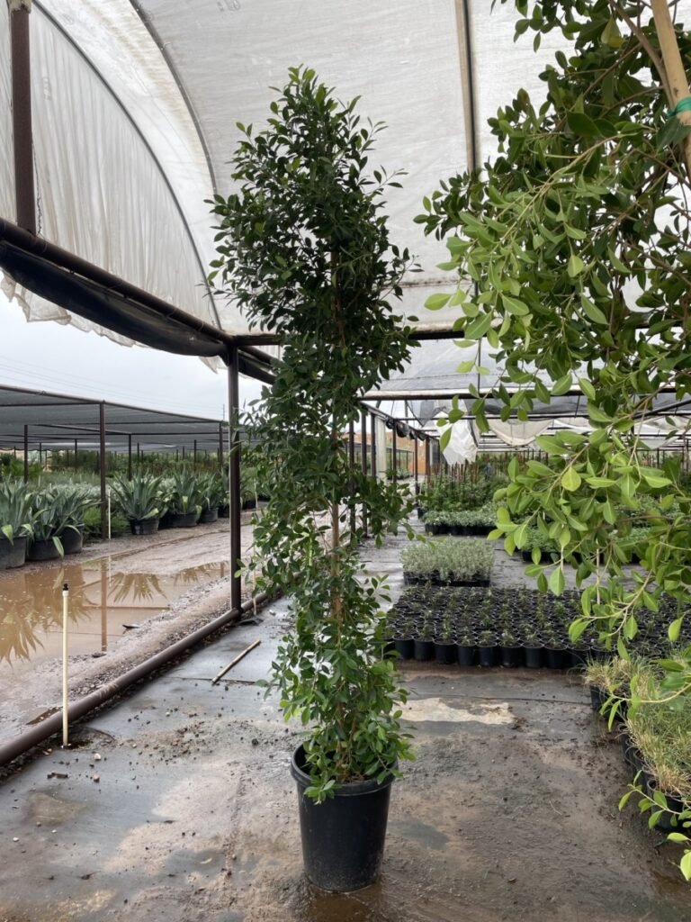 15G Ficus Prm