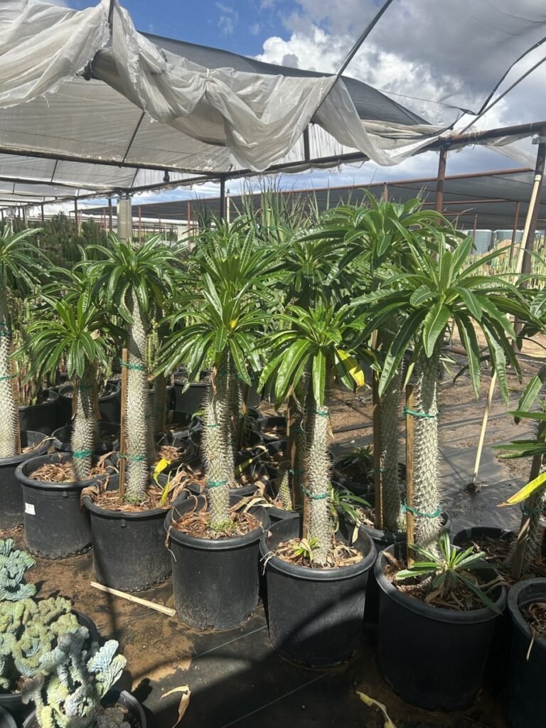 15G Madagascar Palm