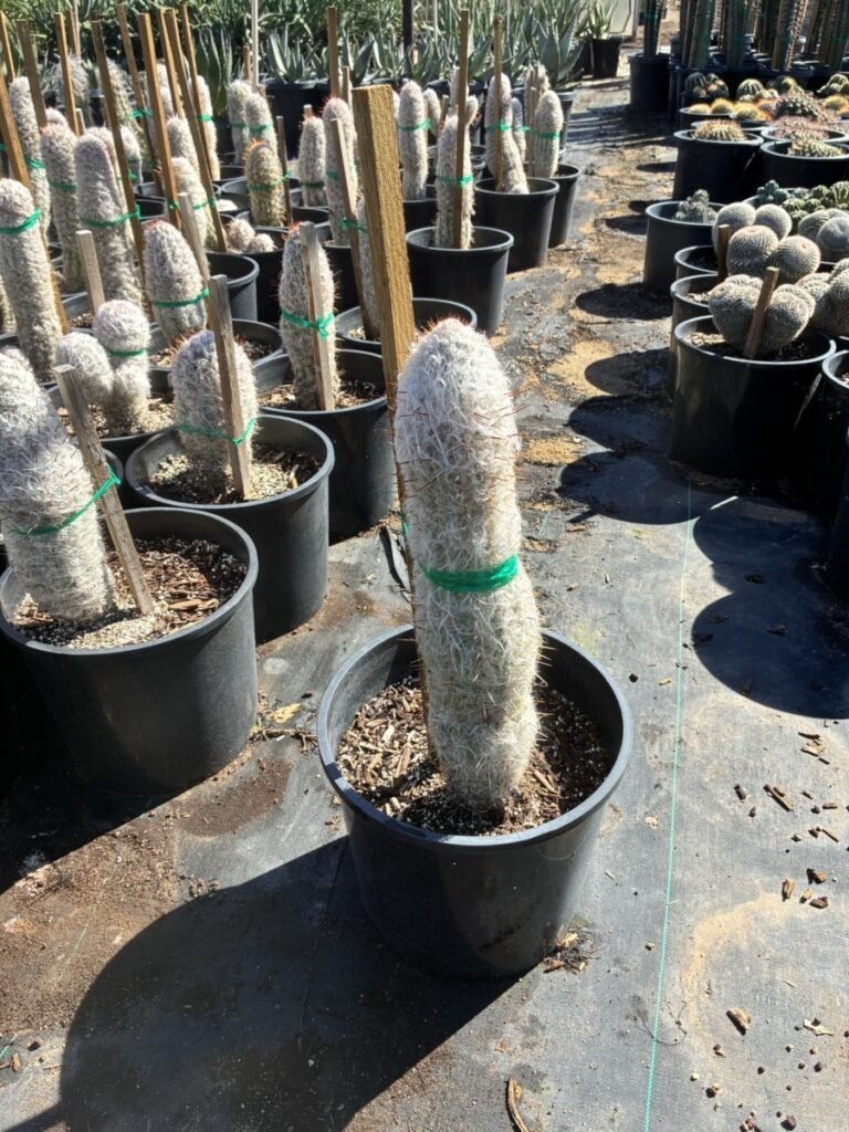 15G Peruvian Old Woman Sale