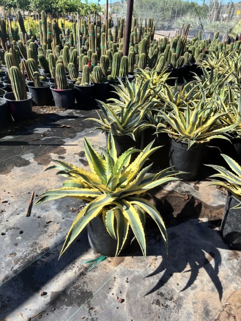 15G Quazimoto Agave Sale