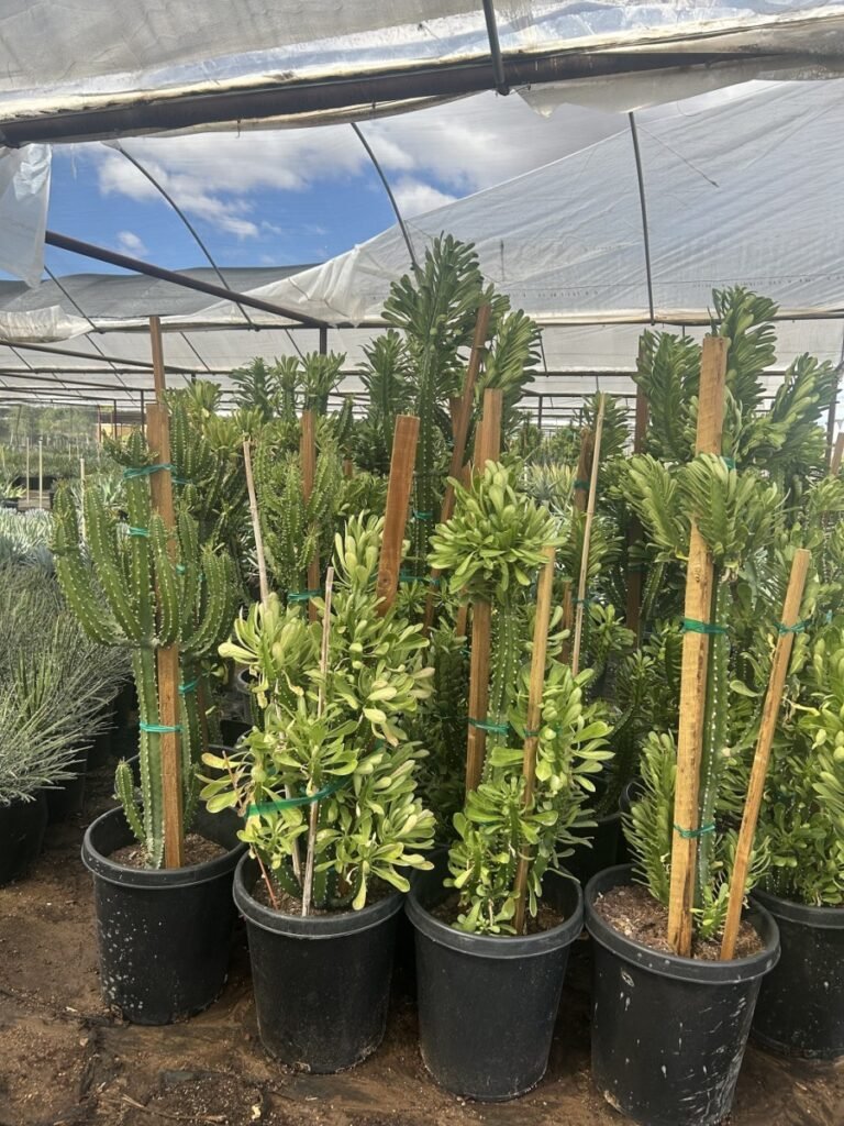 15G Royleana