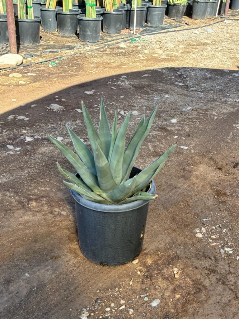 15G Sharkskin Agave