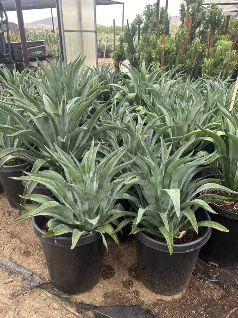 15G Tropical Agave