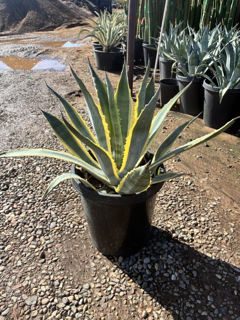 15G Variegated Americana Sale