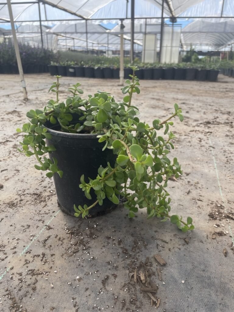 1G Dwarf Elephants Food