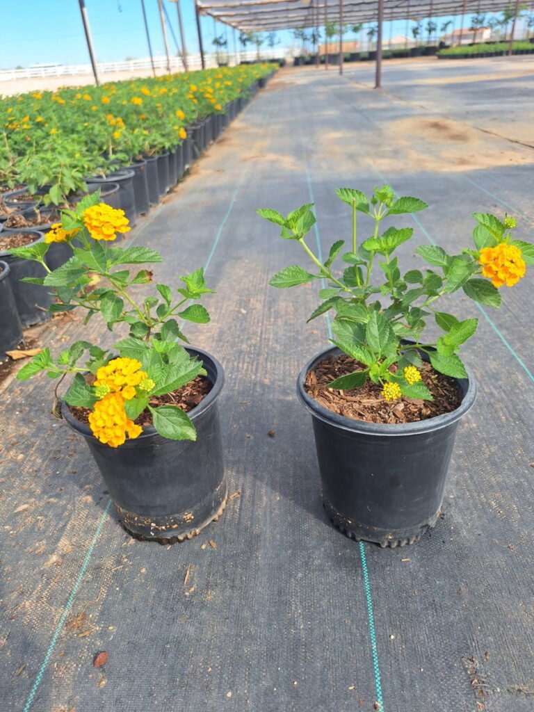 1G Gold Lantana