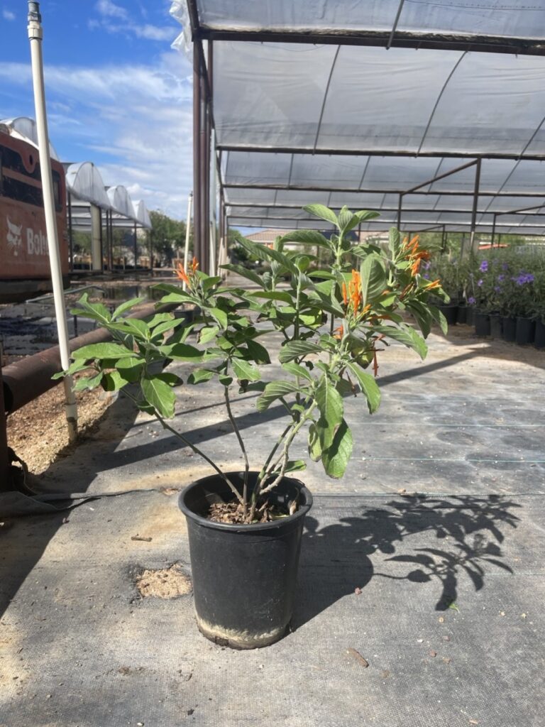 1G Hammelia Patens