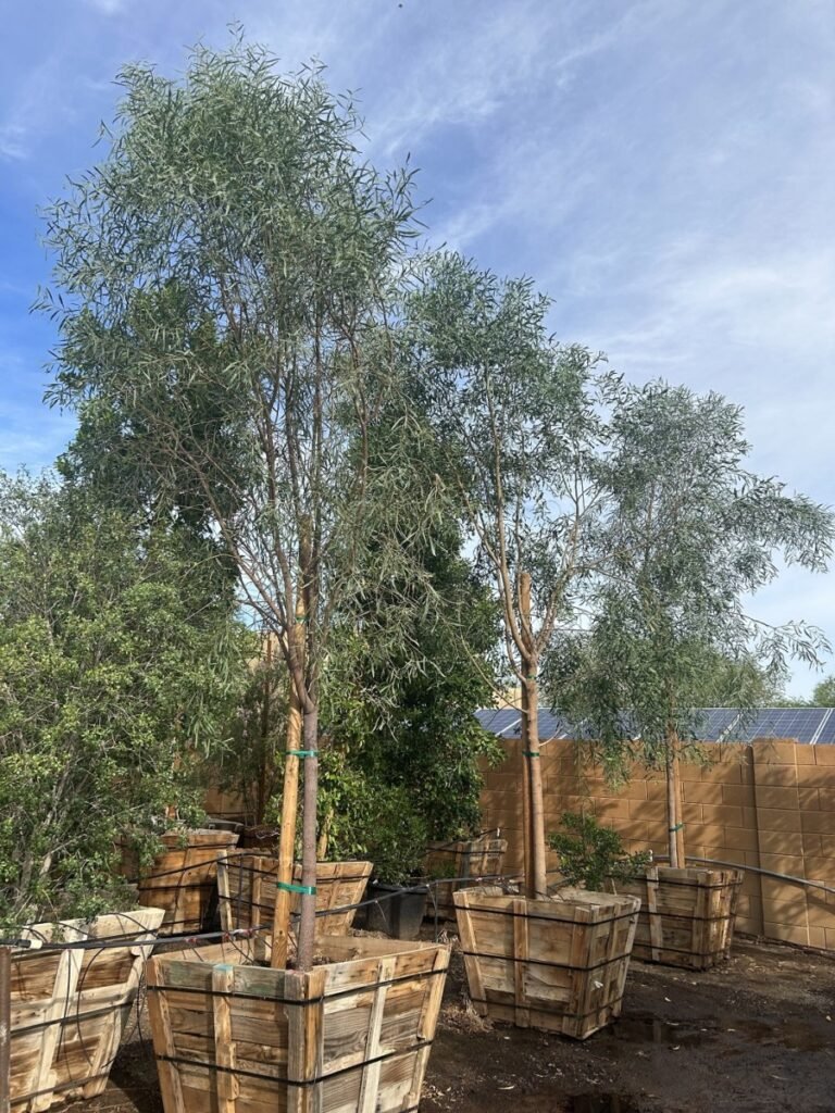 36In Willow Acacia