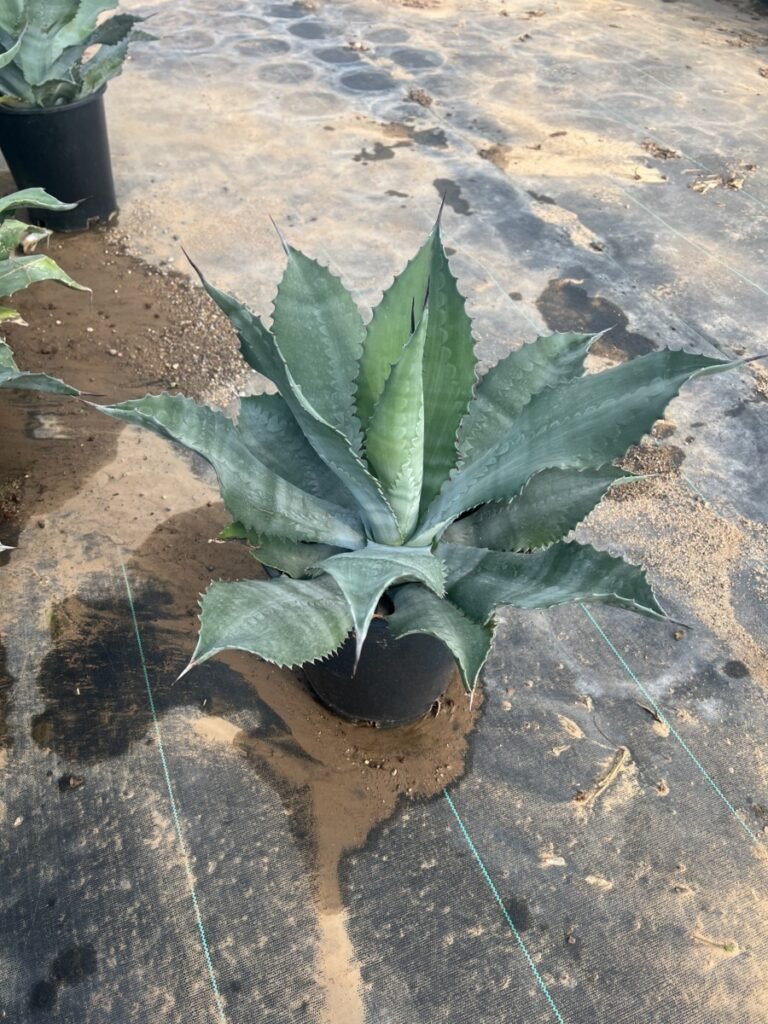 5G Agave Mr. Ripple