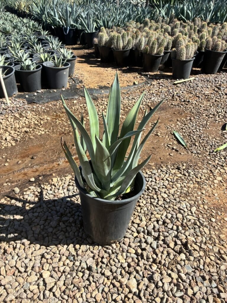 5G Agave Murpheyi Toothless Sale