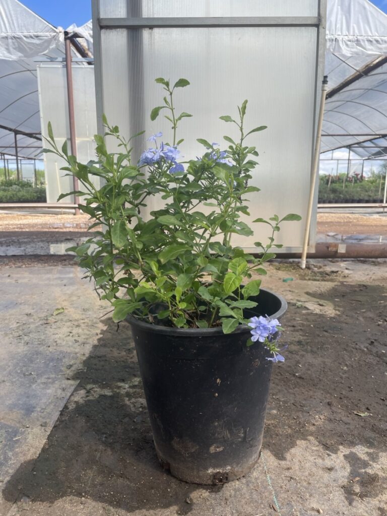5G Blue Plumbago