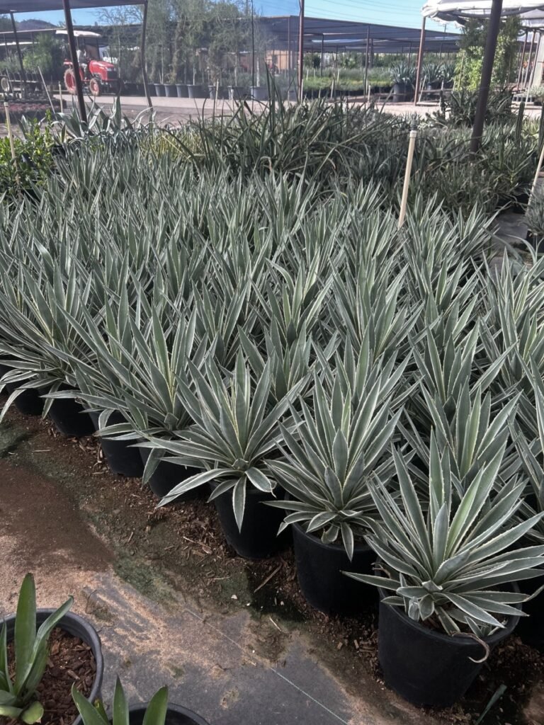 5G Carribean Agave