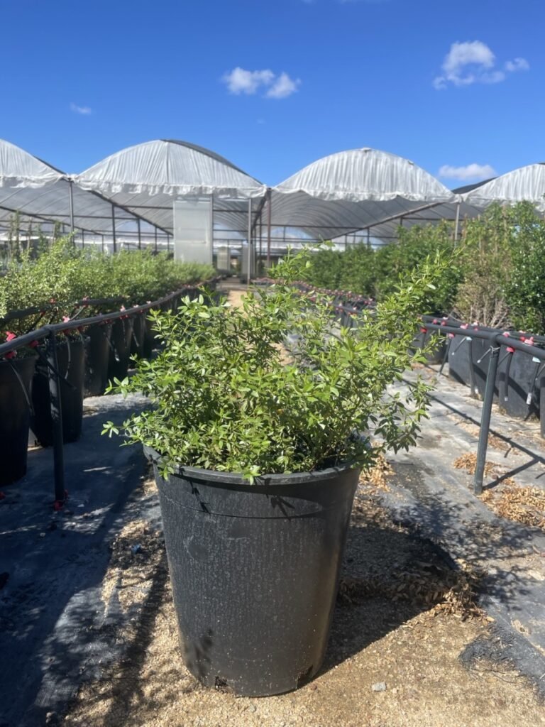 5G Creosote