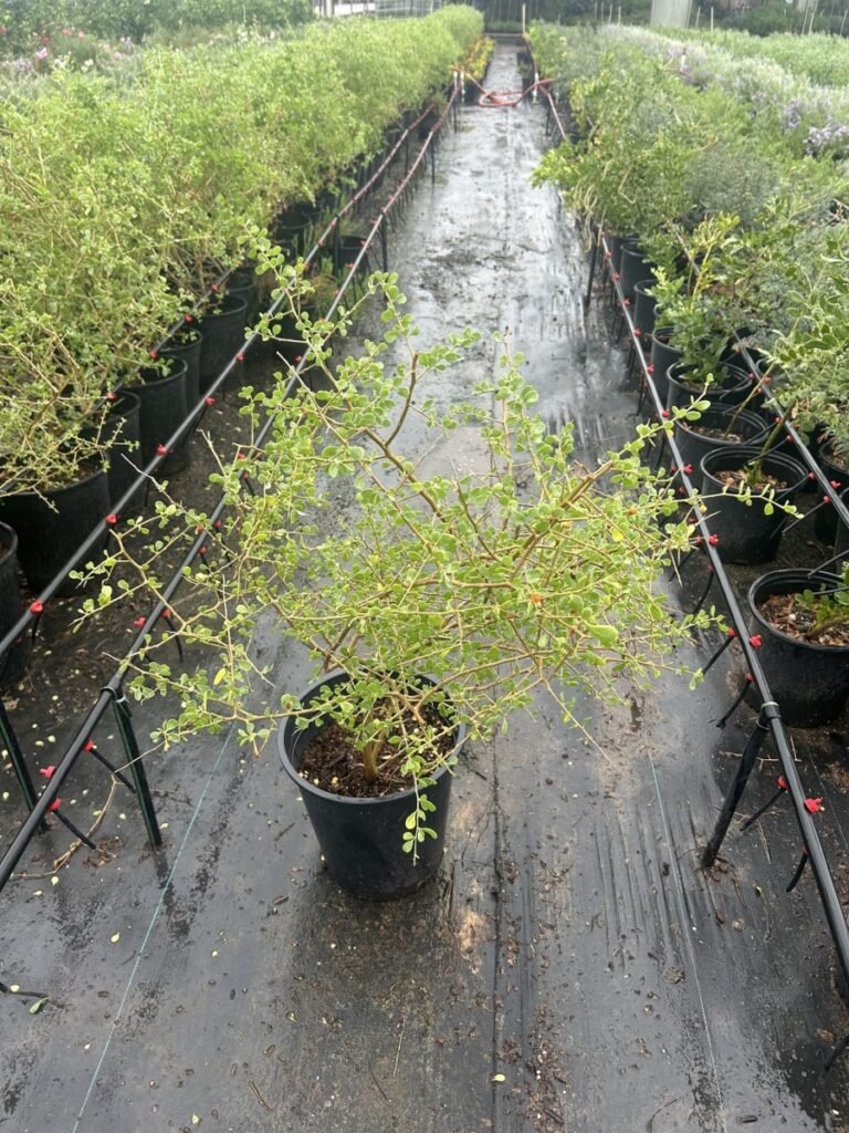 5G Desert Wolfberry