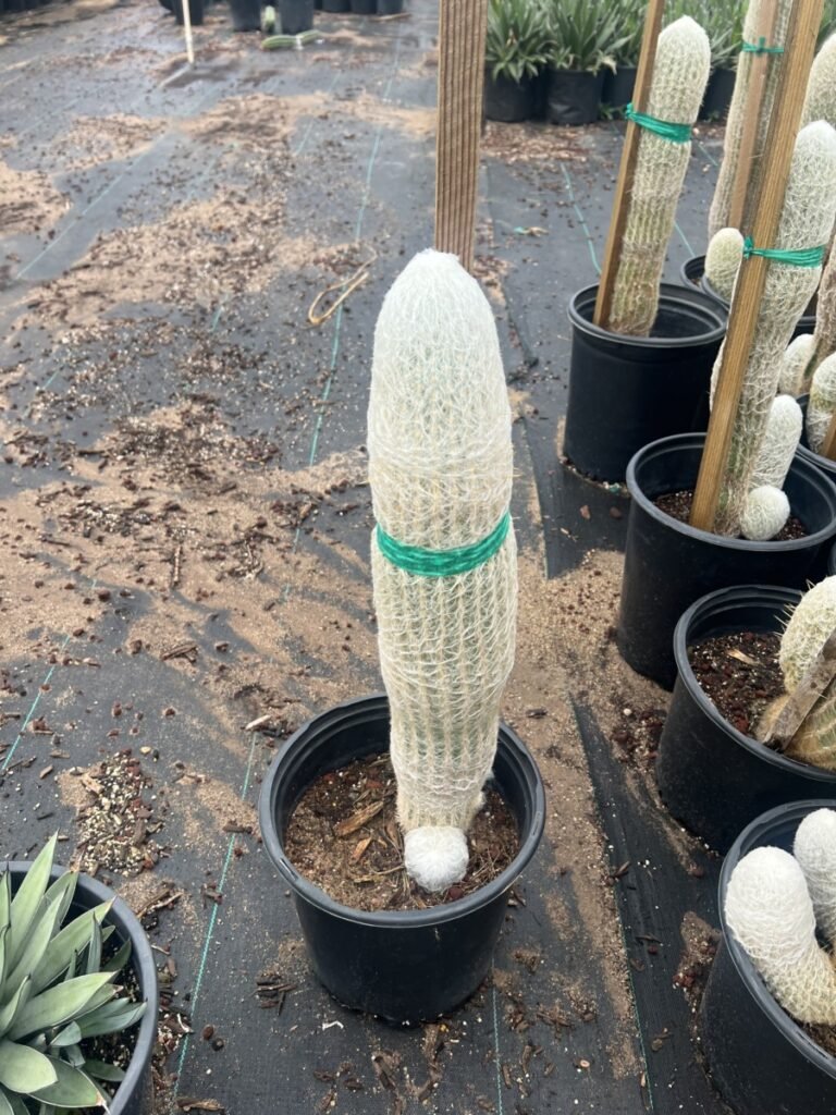 5G Espostoa Lanata