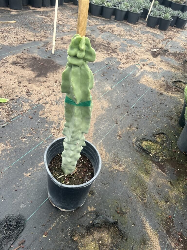 5G Fat Totem